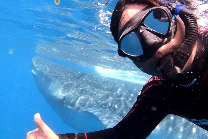 Swim with whale sharks on a private tour