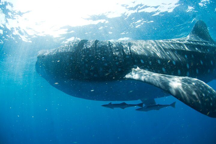 Swim with whale sharks on a private tour