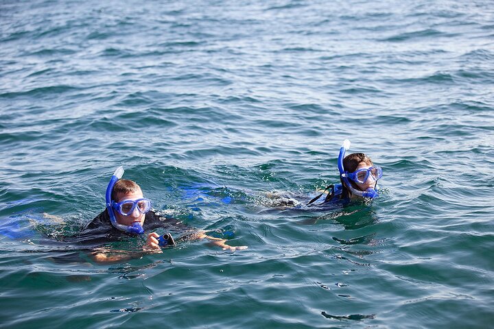 Swim with whale sharks on a private tour