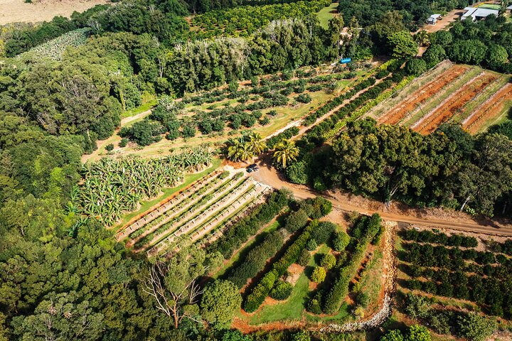 Tropical Fruit World Farm Full Tour