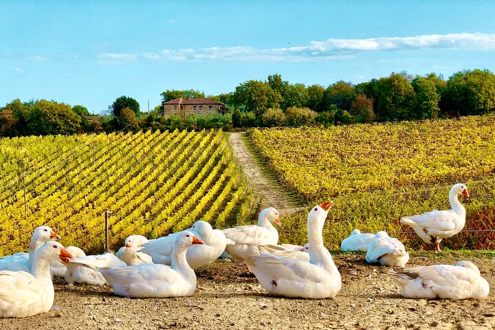 Organic Wine Tour&Tasting overlooking Chianti Classico Vineyards