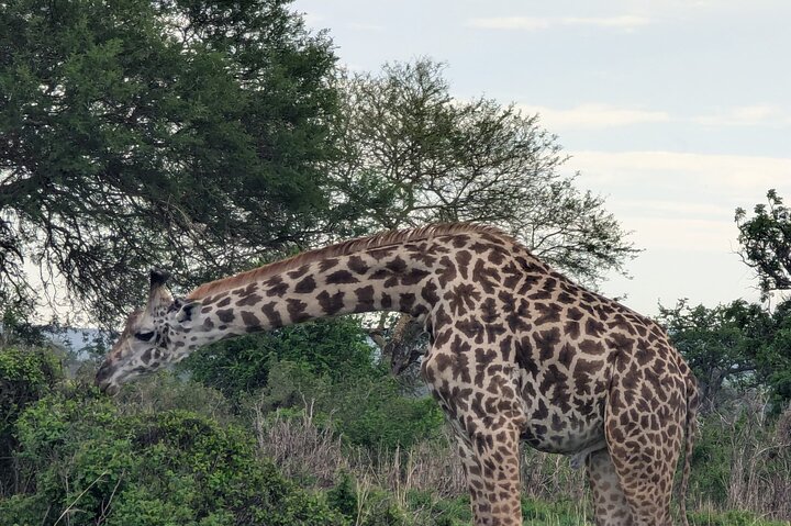 3 Days 2 Night Safari in Mikumi.