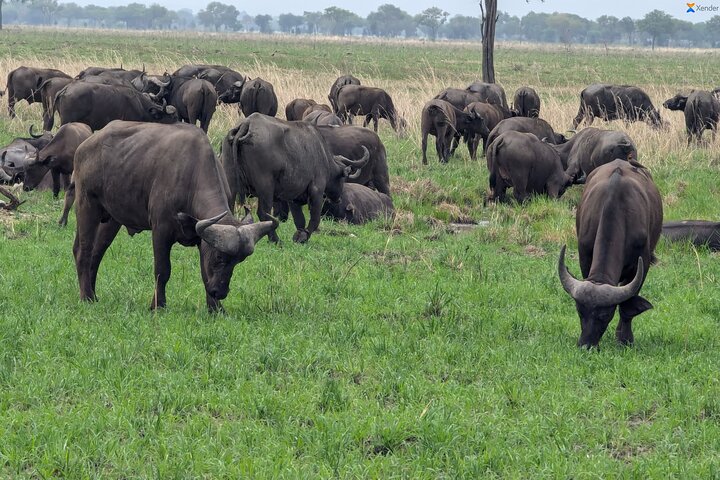 3 Days 2 Night Safari in Mikumi.