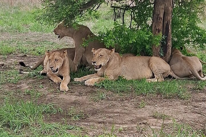 3 Days 2 Night Safari in Mikumi.