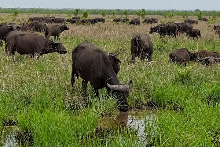 3 Days 2 Night Safari in Mikumi.