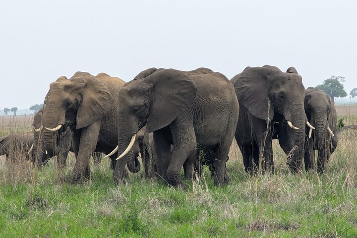3 Days 2 Night Safari in Mikumi.