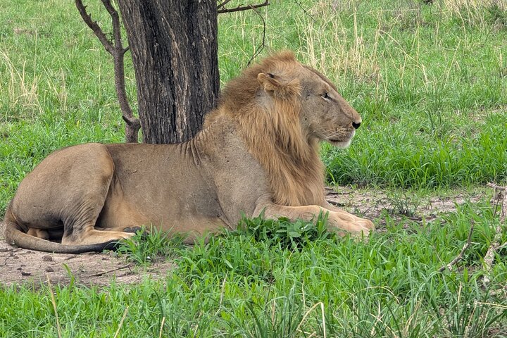 3 Days 2 Night Safari in Mikumi.