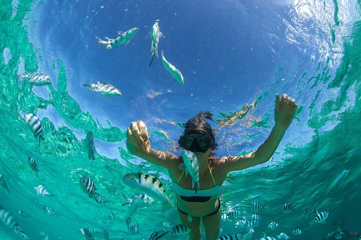 Swim with Turtles and Dugong Snorkeling at Marsa Mubarak Bay