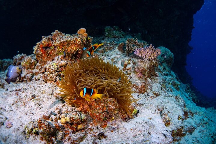 Swim with Turtles and Dugong Snorkeling at Marsa Mubarak Bay