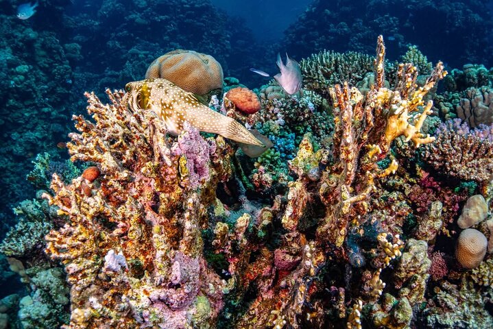 Swim with Turtles and Dugong Snorkeling at Marsa Mubarak Bay