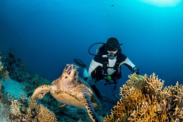 Swim with Turtles and Dugong Snorkeling at Marsa Mubarak Bay