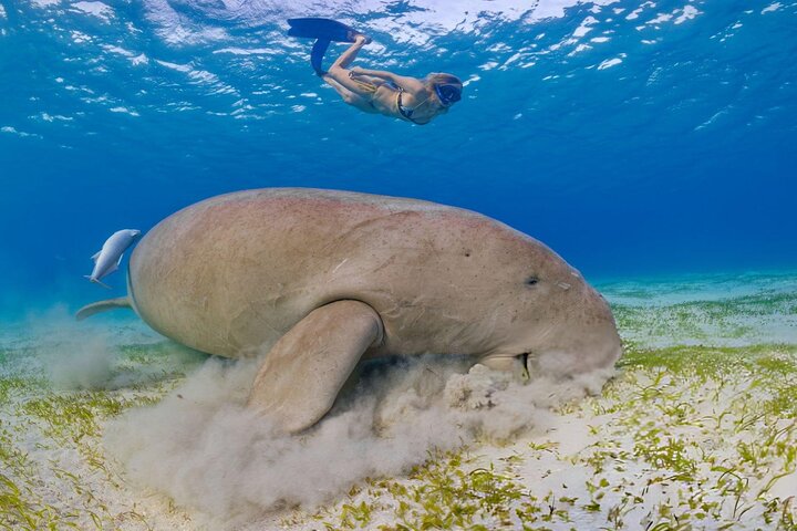 Swim with Turtles and Dugong Snorkeling at Marsa Mubarak Bay