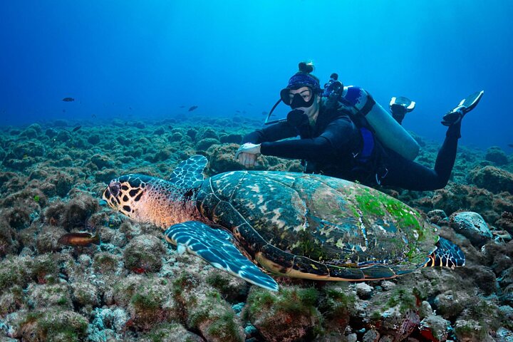 Swim with Turtles and Dugong Snorkeling at Marsa Mubarak Bay