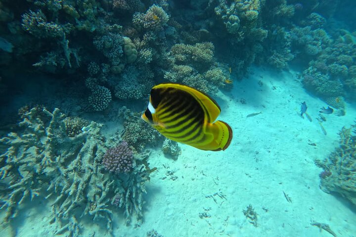 Swim with Turtles and Dugong Snorkeling at Marsa Mubarak Bay