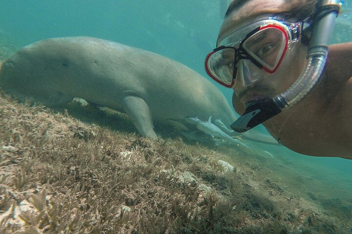Swim with Turtles and Dugong Snorkeling at Marsa Mubarak Bay