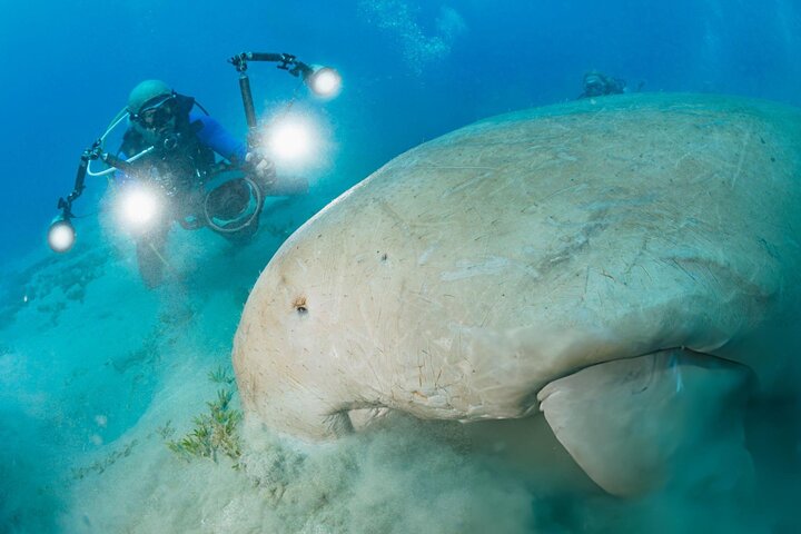 Swim with Turtles and Dugong Snorkeling at Marsa Mubarak Bay