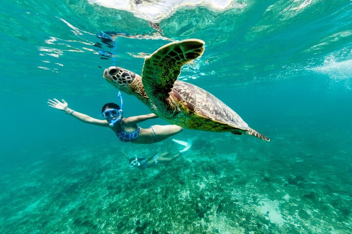 Swim with Turtles and Dugong Snorkeling at Marsa Mubarak Bay