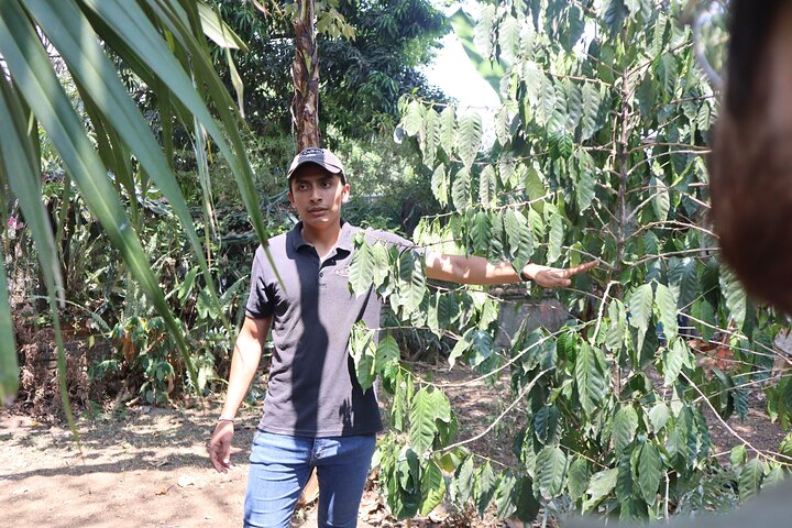 Tour with Certified Guide to Xalapa, Xico and Coatepec