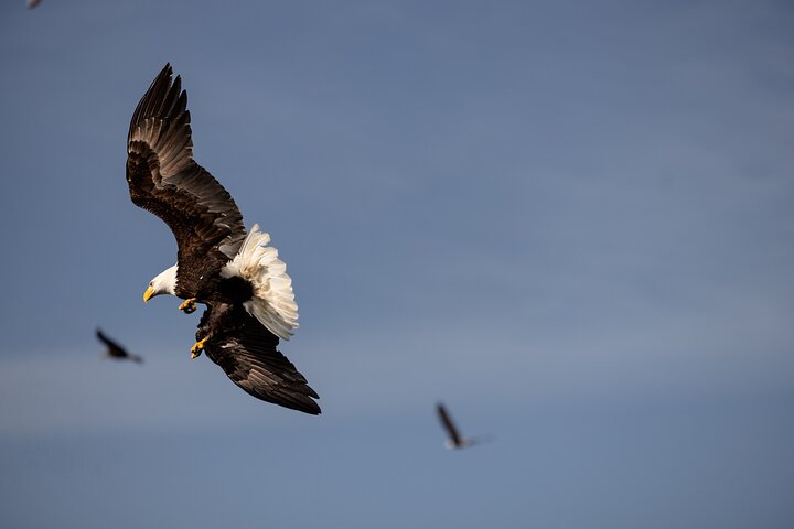 Sitka’s Best Local Whale Watching & Marine Wildlife Tour