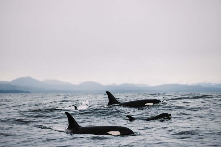 Sitka’s Best Local Whale Watching & Marine Wildlife Tour