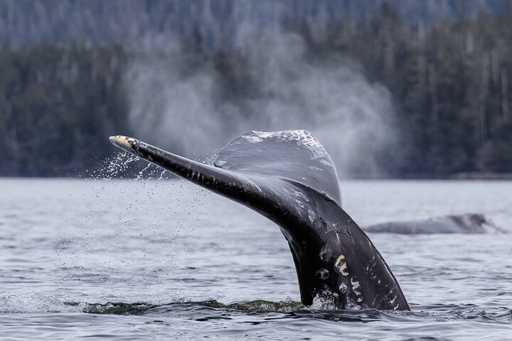 Sitka’s Best Local Whale Watching & Marine Wildlife Tour