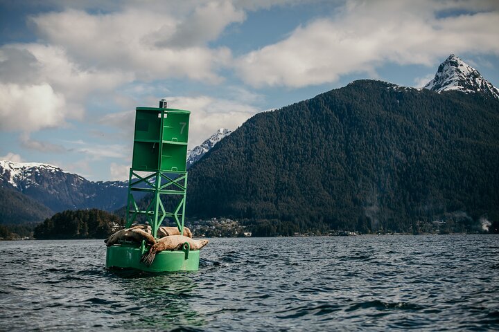Sitka’s Best Local Whale Watching & Marine Wildlife Tour