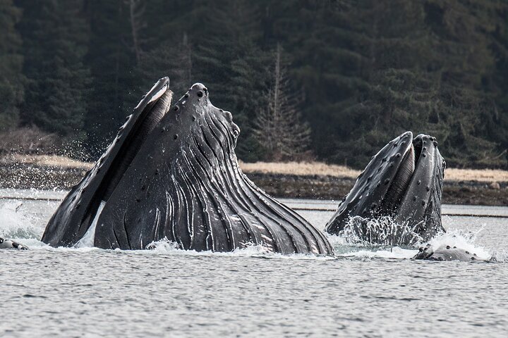 Sitka’s Best Local Whale Watching & Marine Wildlife Tour