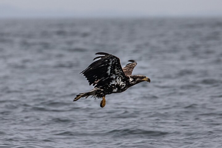 Sitka’s Best Local Whale Watching & Marine Wildlife Tour