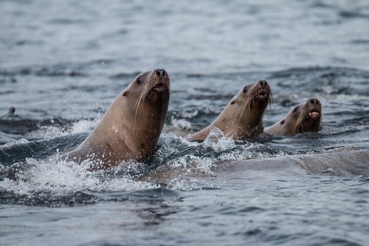 Sitka’s Best Local Whale Watching & Marine Wildlife Tour