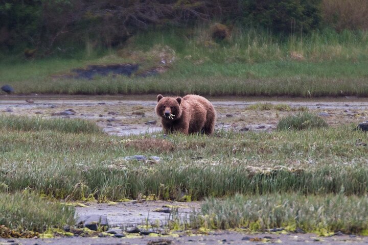 Sitka’s Best Local Whale Watching & Marine Wildlife Tour