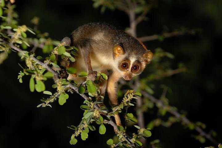Night safari to wild see the night animals around sigiriya