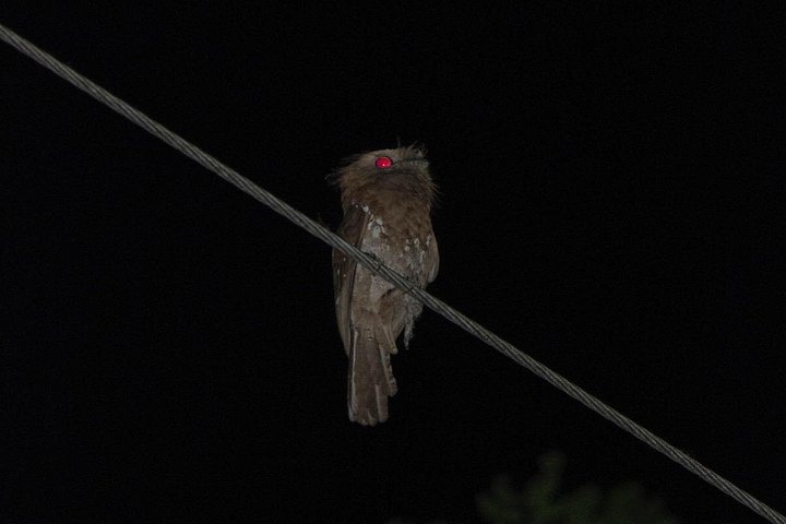 Night safari to wild see the night animals around sigiriya