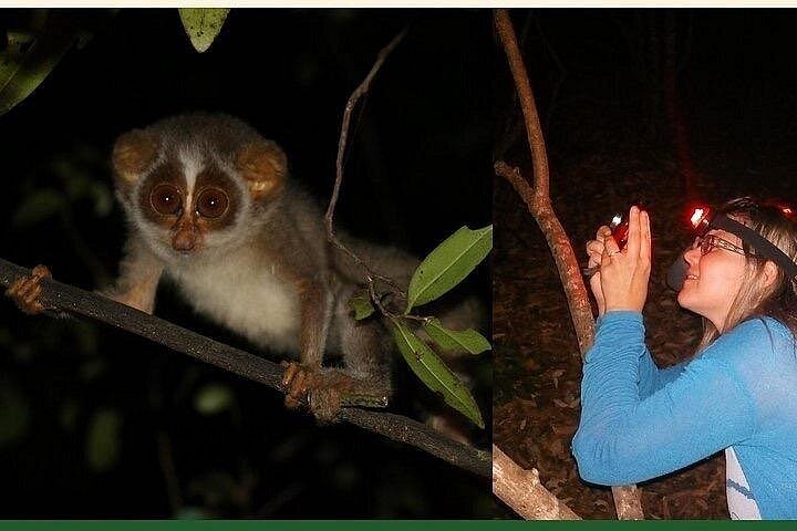Night safari to wild see the night animals around sigiriya