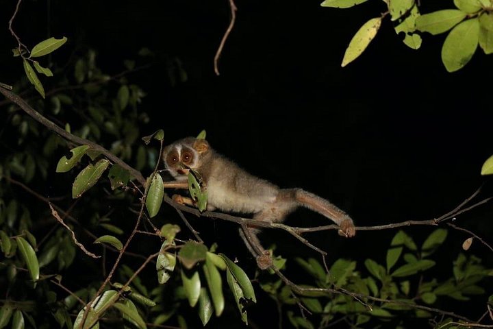 Night safari to wild see the night animals around sigiriya