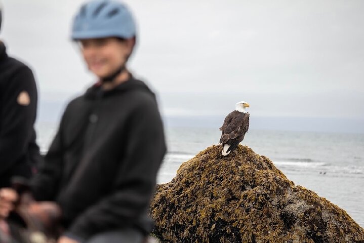 Beach Horse Riding Experience in Homer