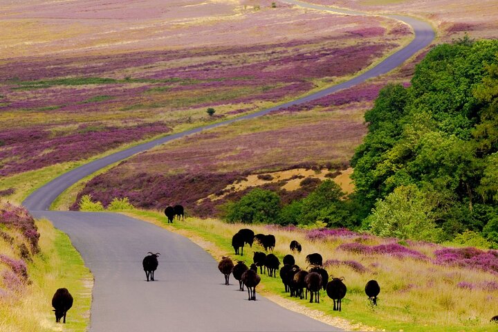 North York Moors and Whitby Day Tour from York