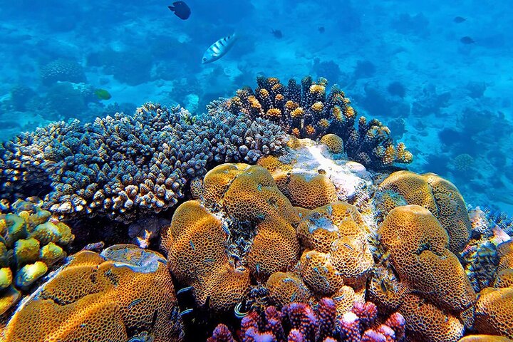 Pemba: 5 Days of Pure Bliss on Zanzibar’s Hidden Green Paradise