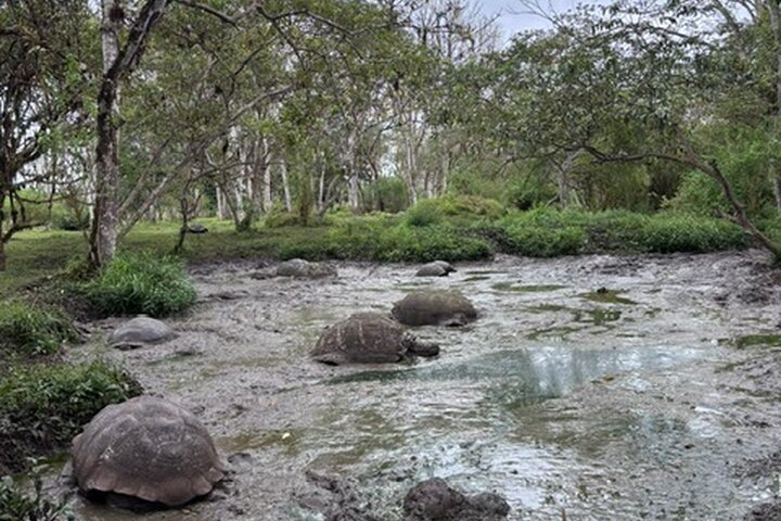 Santa Cruz Highlands Tour with Tortoise and Lava Tunnels