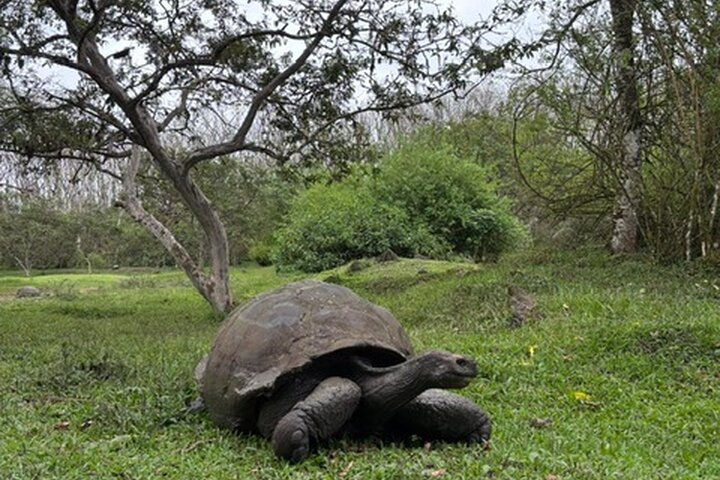 Santa Cruz Highlands Tour with Tortoise and Lava Tunnels