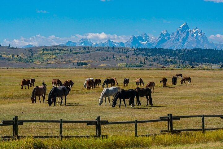 4-Day Salt Lake City, Grand Teton, Yellowstone National Park Tour