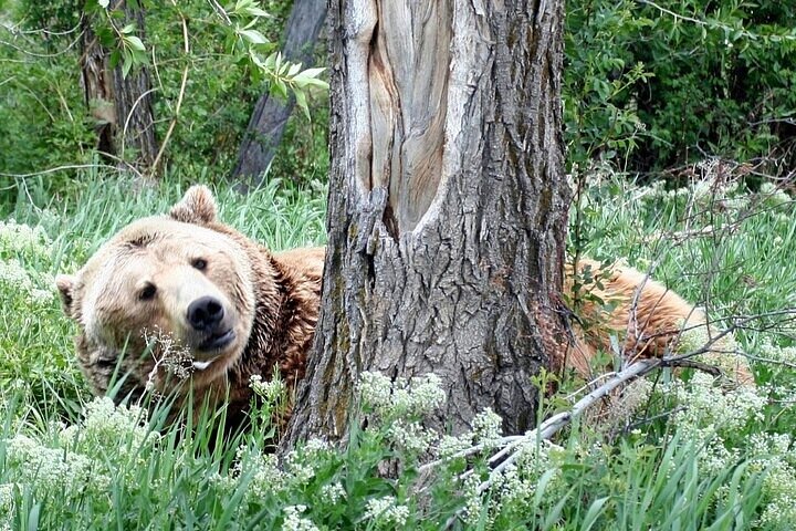 Yellowstone Grand Teton & Jackson Hole 5-day Fully Guided Tour