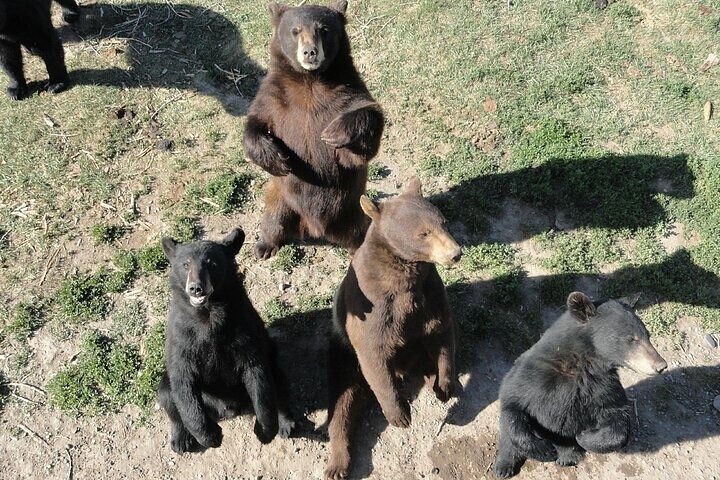 Yellowstone Grand Teton & Jackson Hole 5-day Fully Guided Tour
