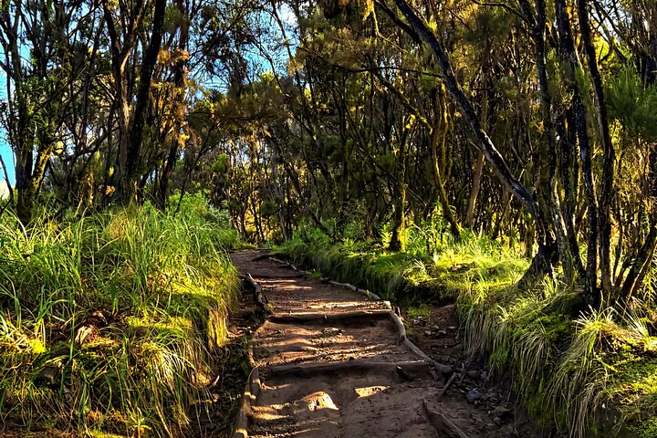 Kilimanjaro Day Trek: Rainforest Experience to Mandara Hut