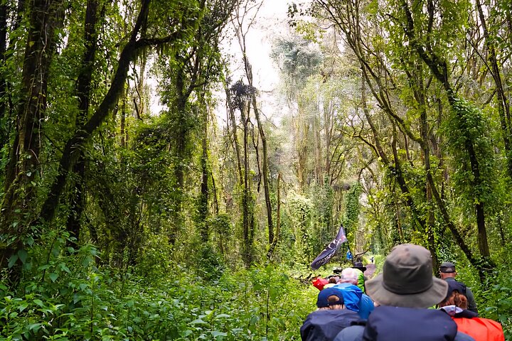 Kilimanjaro Day Trek: Rainforest Experience to Mandara Hut