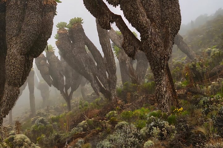 Kilimanjaro Day Trek: Rainforest Experience to Mandara Hut