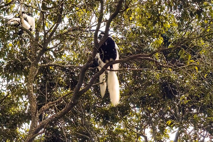 Kilimanjaro Day Trek: Rainforest Experience to Mandara Hut