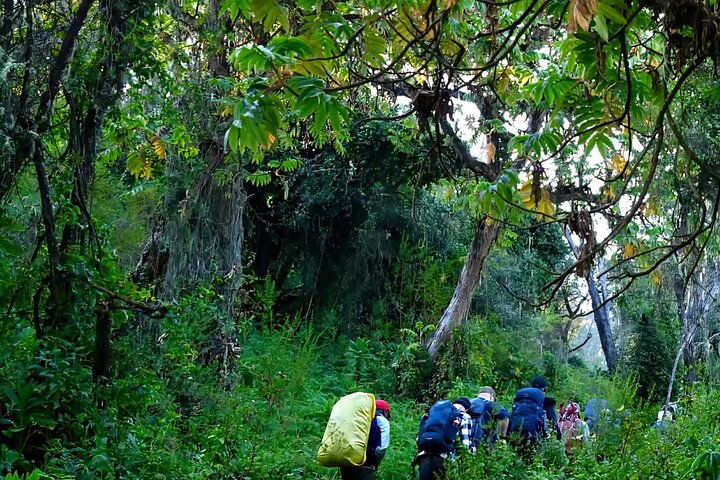 Kilimanjaro Day Trek: Rainforest Experience to Mandara Hut