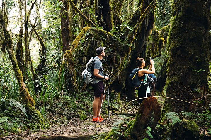 Kilimanjaro Day Trek: Rainforest Experience to Mandara Hut