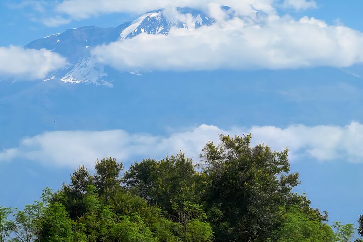Kilimanjaro Day Trek: Rainforest Experience to Mandara Hut