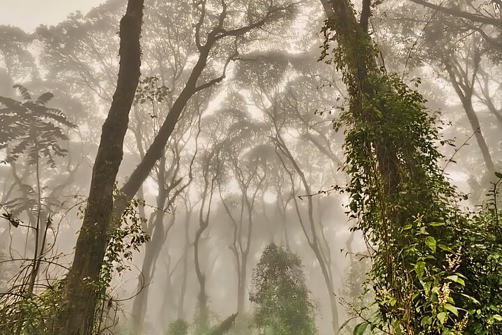 Kilimanjaro Day Trek: Rainforest Experience to Mandara Hut